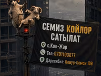 Κριός, Rhon sheep — φωτογραφία 1