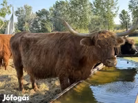 Lembu betina, Highland — foto 4