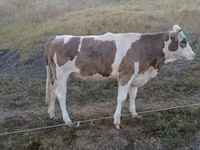 Bò cái, Gia súc — ảnh 3