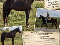 Cal, Rocky Mountain Horse — foto 1