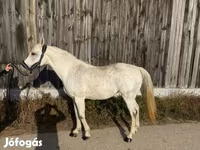 Hoppe, Shagya — foto 5