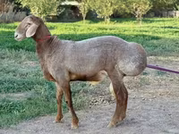 Beran, Arashan sheep — foto 5