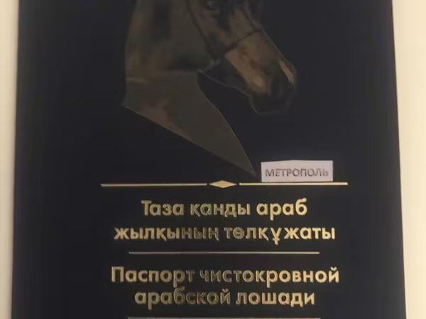 ม้าตัวผู้, Arabian horse