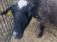 Berbec, Merino sheep — foto 5