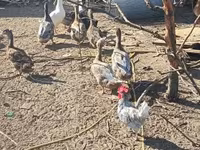 Ducks — sawirka 3