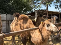 Unta jantan, Camels — foto 4