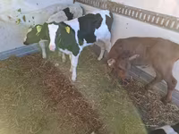 Touro, Russian Black pied cattle — foto 1