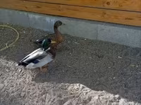 Ducks — zdjęcie 1