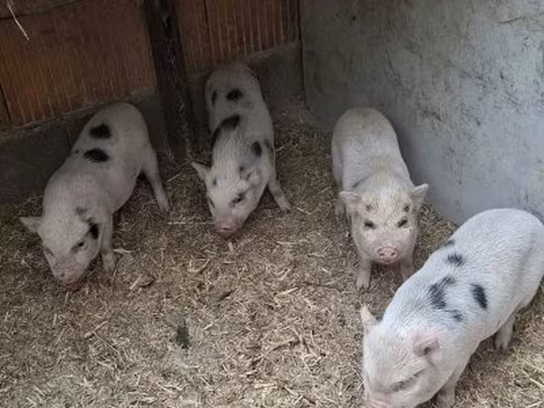 หมูป่าตัวผู้, Американский мини-пиг
