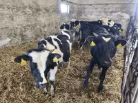 گاو نر, Russian Black pied cattle — عکس 4