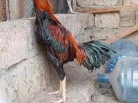 Chickens — լուսանկար 2