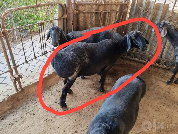 قوچ, گوسفند