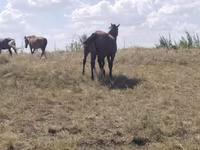 مادیان, Kazakh horse — عکس 2