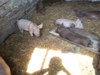 Schweine (Partie, Geschlecht nicht angegeben), Дюрок — Foto 4