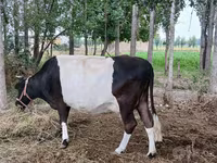 گاو ماده, Russian Black pied cattle — عکس 8