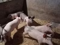 Свиноматка, Свині — фото 3