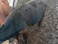 گاو نر, Russian Black pied cattle — عکس 4