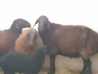 قوچ, Hissar sheep — عکس 2