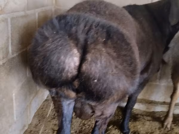Ram, Rambouillet sheep — Kyrgyzstan