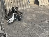 Ducks — 사진 4