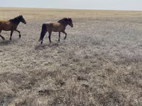 Cavalo, Cavalos — foto 1