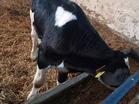 Bou, Russian Black pied cattle — foto 7