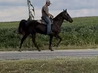 Cal, Rocky Mountain Horse — foto 6
