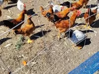 Chickens — 사진 2
