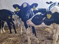 Bik, Russian Black pied cattle — fotografija 3