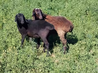 Kambing jantan, Sheep — foto 4