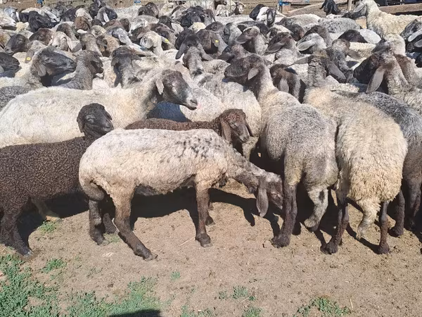 Sheep, Sheep — Moldova