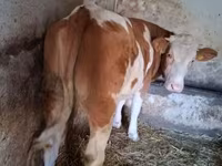 Vacă, Simmental cattle — foto 2