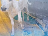 گاو نر, Swiss cattle — عکس 8