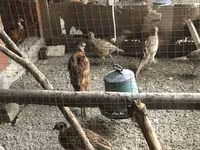 Quails — fotografija 2