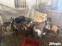 بز (گروه، جنسیت مشخص نشده), بز — عکس 2