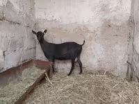 Dişi keçi, Murcia-Granada goats — foto 8