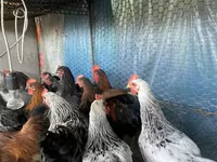 Chickens — foto 1