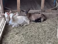 بز نر, Saanen goat — عکس 7