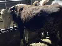 Býk, Latvian Blue cattle — foto 5