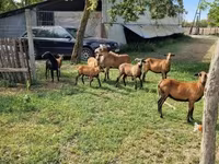 قوچ, Cameroon sheep — عکس 7