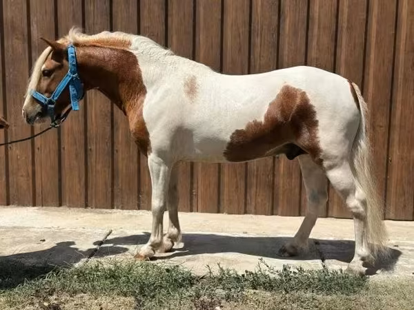 Horse (M), Horses — Hungary