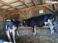 Tyre, Holstein-race — foto 2