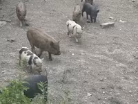 Knur, Świnie — zdjęcie 3