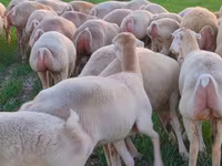 Owca, Owce — zdjęcie 2