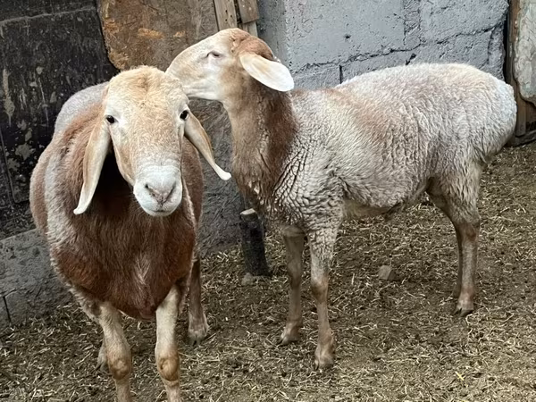 Koç, Arashan sheep