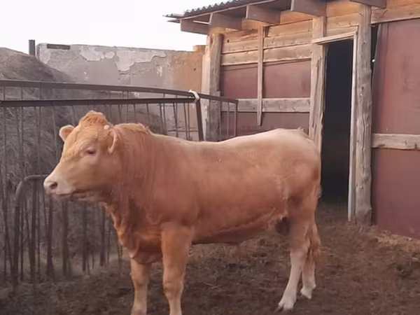 Lembu jantan, Auliyeatinskaya breed