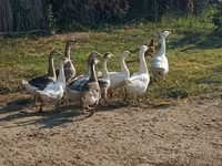 Geese — picha 2