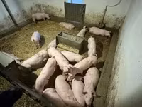 Schweine (Partie, Geschlecht nicht angegeben), Гипор — Foto 4