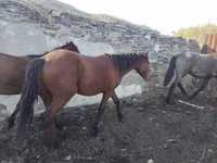ม้า (เป็นล็อต, ไม่ระบุเพศ), Horse breed — รูปภาพ 1
