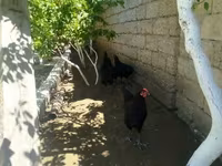 Australorp — foto 3